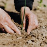 Crop faceless woman planting seedling into soil