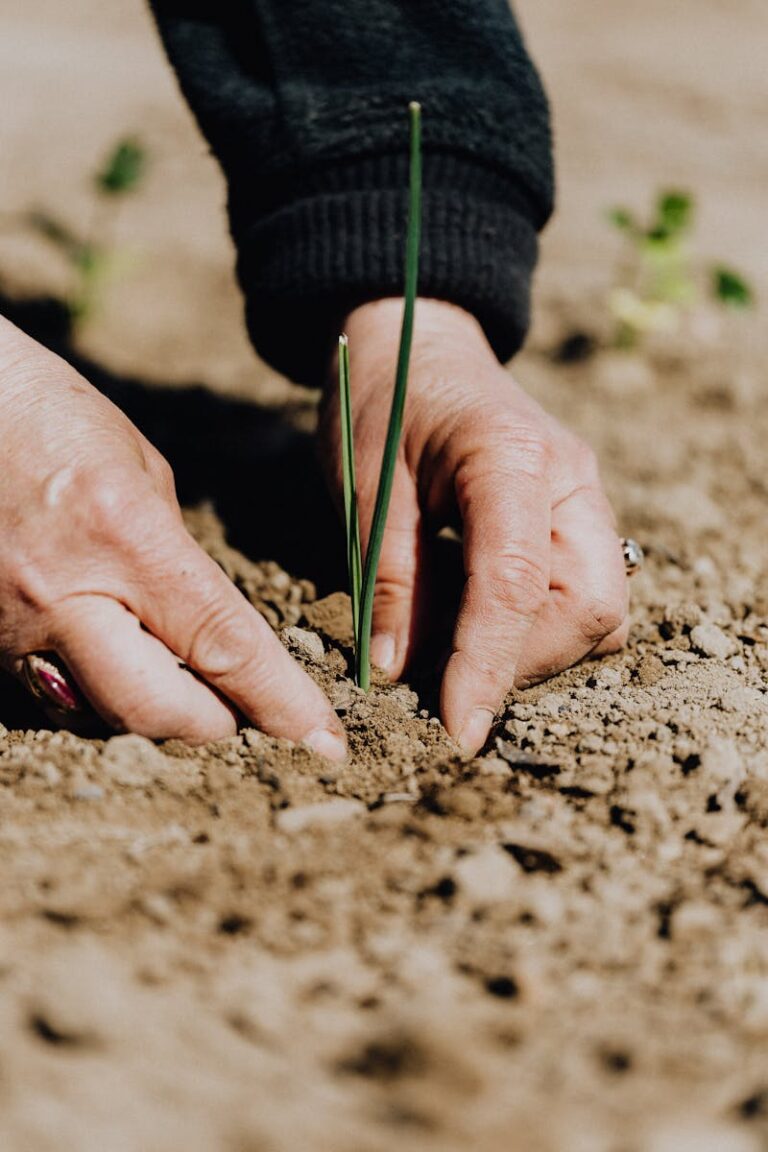 Crop faceless woman planting seedling into soil