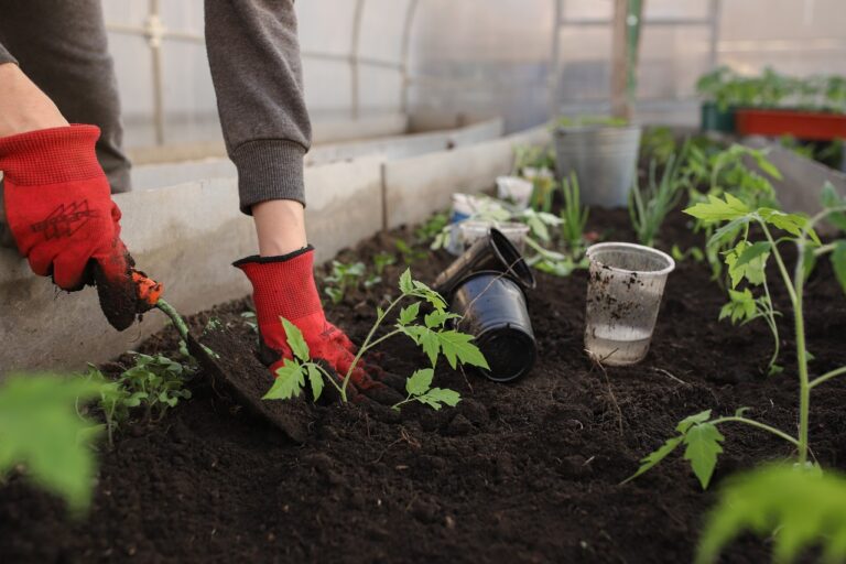 greenhouse, planting, spring