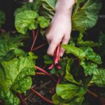 person holding red chili plant