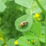 a yellow and black bug sitting on a green leaf