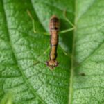 a close up of a bug on a leaf