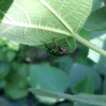 a green bug sitting on top of a green leaf