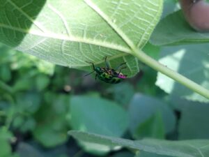 a green bug sitting on top of a green leaf