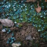 a leaf laying on the ground in the grass