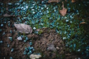 a leaf laying on the ground in the grass