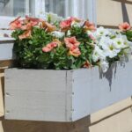 Petunias Growing in Wooden Box Outdoors