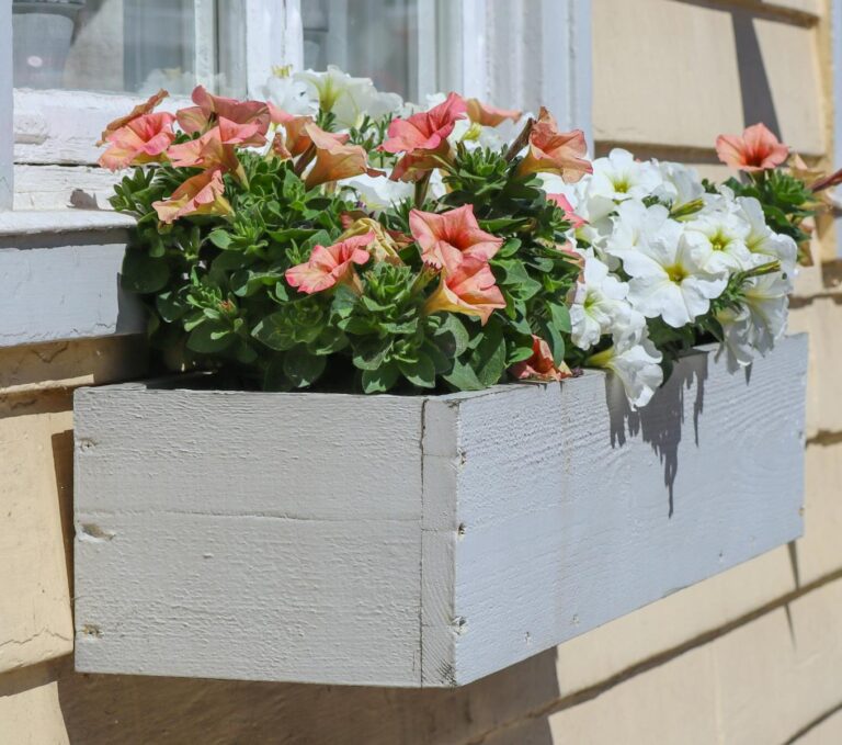 Petunias Growing in Wooden Box Outdoors