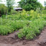 country house, vegetable garden, tomatoes