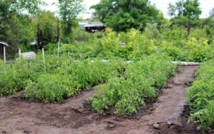 country house, vegetable garden, tomatoes