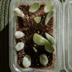 a couple of plastic containers filled with plants