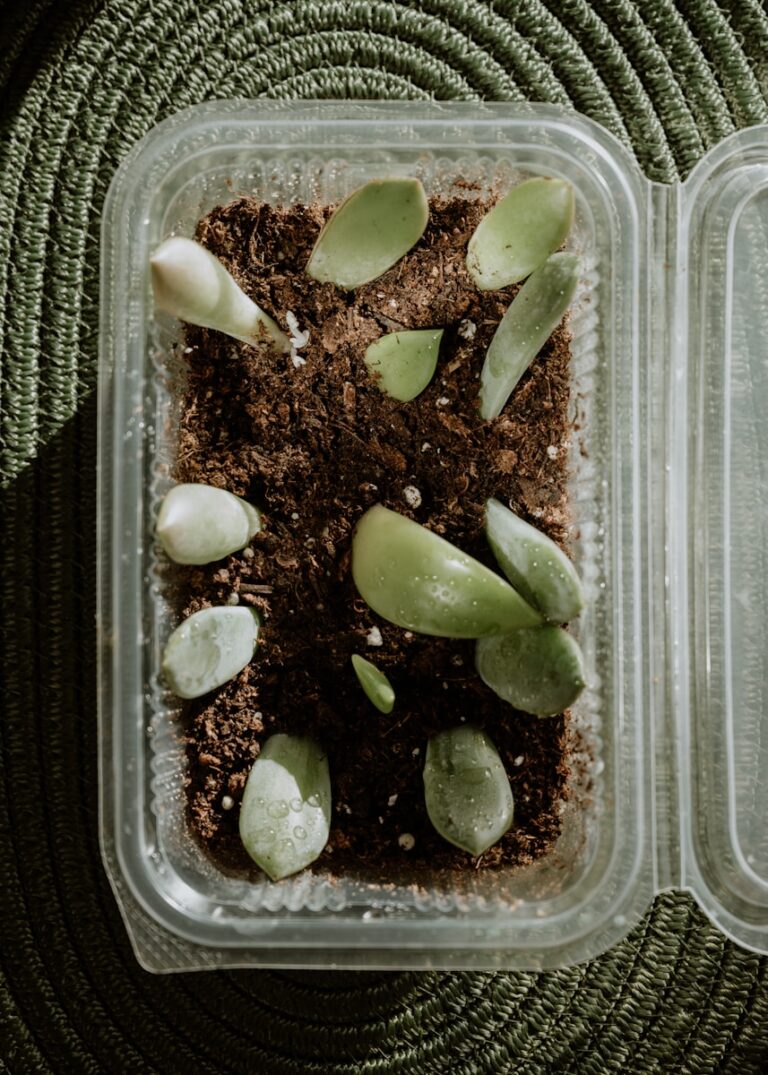 a couple of plastic containers filled with plants