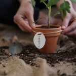 Person's Hands Holding Potted Plant