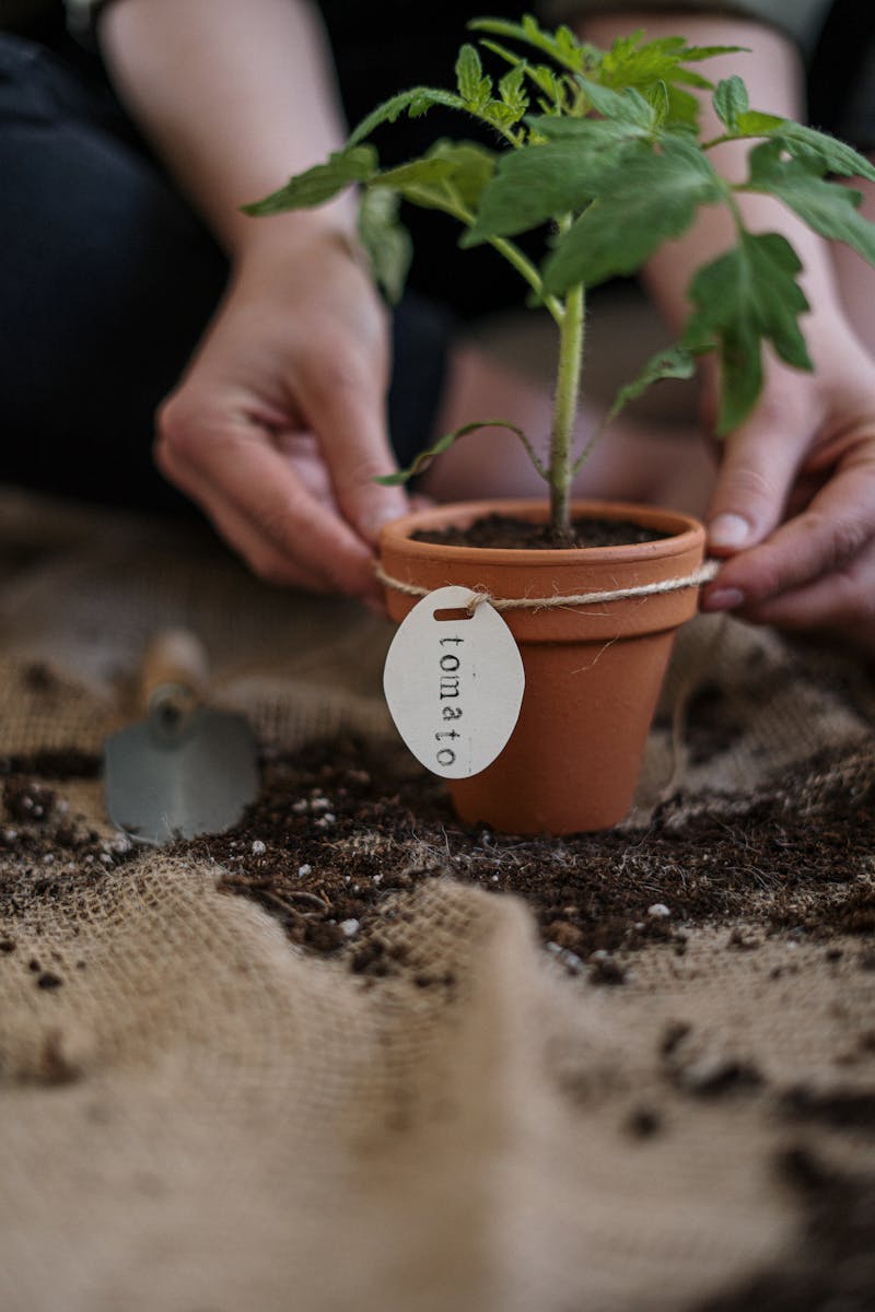 Person's Hands Holding Potted Plant