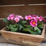 primroses, flower-box, spring