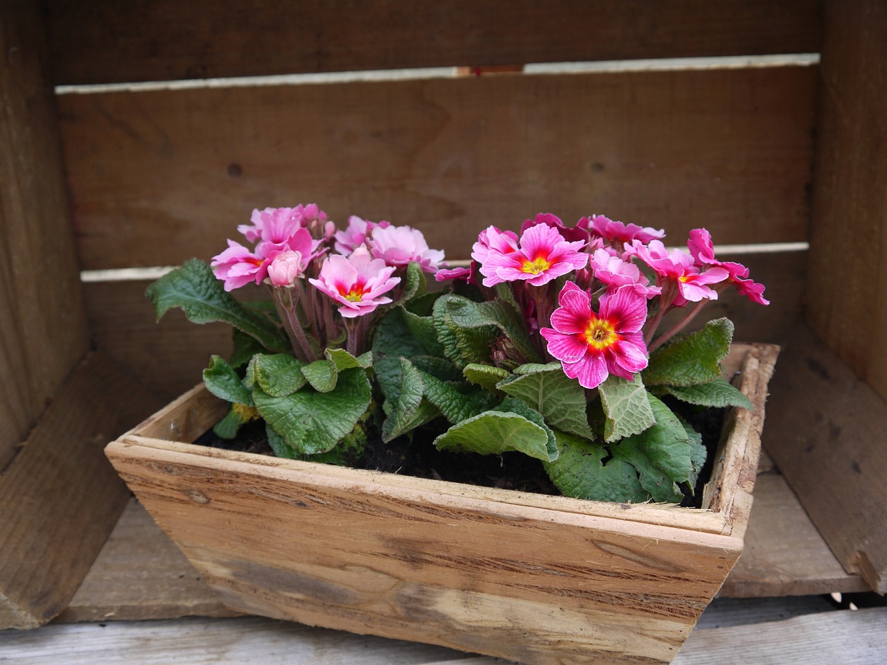 primroses, flower-box, spring