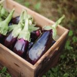 From above of wooden box with ripe fresh eggplants placed on grassy ground in garden