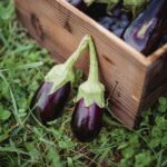 Ripe harvested eggplants in wooden box placed on grassy ground