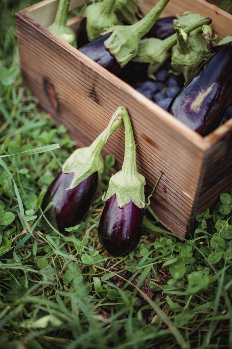 Ripe harvested eggplants in wooden box placed on grassy ground