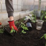 greenhouse, planting, spring