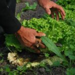 vegetables, gardener, vegetable garden