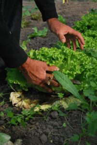 vegetables, gardener, vegetable garden