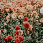 red and white flowers