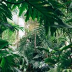 area covered with green leafed plants