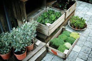 boxes of green leafed plants on grey pavement