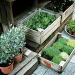 boxes of green leafed plants on grey pavement