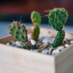 selective focus photography of green cactus on square brown pot