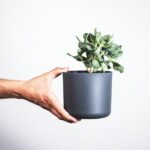 person holding black potted green plant