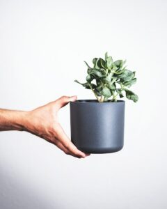 person holding black potted green plant