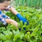 a woman kneeling down in a garden with lots of green plants